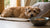 How to Add Fat to Your Dog's Diet Naturally: A Comprehensive Guide