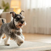 How to Add Fiber to Your Dog's Diet: A Comprehensive Guide for Pet Owners