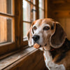 How to Add Fiber to Your Dog's Diet Naturally: A Comprehensive Guide