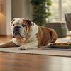 How to Add Grains to Dog Food: A Comprehensive Guide for Every Pup Parent