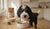 How to Add Protein to Dog Food: A Guide for Nutritious and Happy Pups-141417742575
