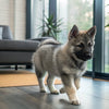 How to Add Protein to Your Dog's Diet: A Comprehensive Guide for Pet Owners