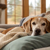 How to Add Weight to an Old Dog: A Comprehensive Guide for Loving Pet Owners
