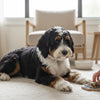 How to Address Dog Behavior Problems: A Comprehensive Guide for Pet Owners