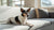 How to Bake Dog Biscuits: A Comprehensive Guide for Pet Lovers