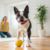 How to Bandage a Dog's Paw: A Comprehensive Guide for Pet Owners