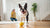 How to Bandage a Dog's Paw: A Comprehensive Guide for Pet Owners