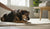 How to Break Aggressive Behavior in a Dog: An Essential Guide for Pet Owners