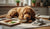 How to Calculate Grams of Protein in Dog Food: A Comprehensive Guide