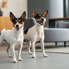 How to Care for a Blind Dog: A Comprehensive Guide for Pet Owners