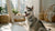 How to Care for a Diabetic Dog: A Comprehensive Guide for Pet Owners
