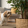 How to Care for a Dog After Tooth Extraction: A Comprehensive Guide