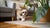 How to Care for a Dog in Heat: A Comprehensive Guide for Pet Owners