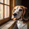 How to Care for a Dog with a Broken Leg: A Comprehensive Guide