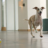 How to Care for a Dog with Heart Murmur: A Comprehensive Guide for Pet Owners