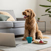 How to Care for a Hypoallergenic Dog: A Comprehensive Guide for Pet Owners