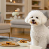 How to Care for a Pregnant Dog: A Comprehensive Guide for Pet Owners