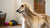 How to Care for a Puppy When Working Full Time: Strategies for Pet Owners