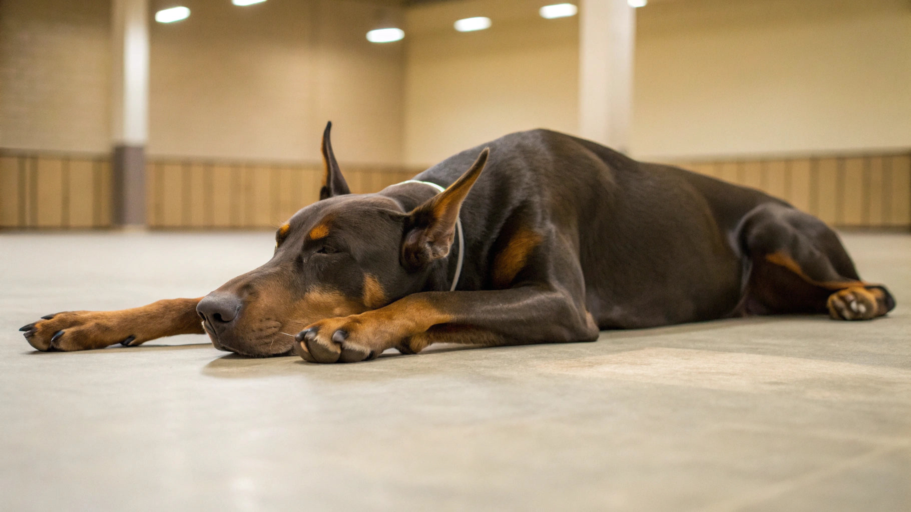 How to Care for a Senior Dog: 7 Essential Senior Dog Care Tips