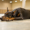 How to Care for a Senior Dog: A Comprehensive Guide for Loving Pet Parents