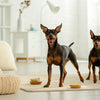 How to Care for an Anxious Dog: A Comprehensive Guide for Pet Owners