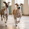 How to Care for Your Dog After Spay: Essential Tips for a Smooth Recovery