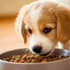 How to Change Dog Food for a Puppy: A Comprehensive Guide