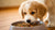 How to Change Dog Food for a Puppy: A Comprehensive Guide