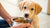 How to Change Dog Food for Puppy: A Comprehensive Guide for Pet Owners
