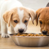 How to Change Dog Food with Puppies: A Comprehensive Guide for Responsible Pet Owners