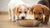 How to Change Dog Food with Puppies: A Comprehensive Guide for Responsible Pet Owners