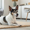 How to Choose the Right Dry Dog Food for Your Furry Friend