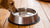 How to Clean a Dog's Water Bowl: Ensuring Your Pup's Health and Happiness-140796264687