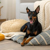 How to Cook Fresh Food for Dogs: A Comprehensive Guide