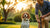 How to Correct Behavior in Dogs: A Comprehensive Guide for Pet Owners-141217104111