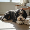 How to Correct Behavioral Issues in Dogs: A Comprehensive Guide for Pet Owners