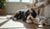 How to Correct Behavioral Issues in Dogs: A Comprehensive Guide for Pet Owners-141420364015