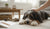 How to Correct Unwanted Dog Behavior: A Comprehensive Guide for Loving Pet Owners-141418791151
