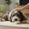 How to Cure Aggressive Dog Behavior: A Comprehensive Guide