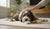 How to Cure Aggressive Dog Behavior: A Comprehensive Guide-141418299631