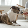 How to Deal with Aggressive Dog Behavior: An In-Depth Guide for Pet Owners