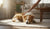 How to Deal with Dog Behavior Issues: A Comprehensive Guide for Pet Owners-141419348207