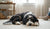 How to Deal with Dog Behavior Problems: Effective Strategies for Every Pet Owner-141419708655