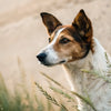 How to Determine a Dog's Weight: A Comprehensive Guide for Pet Owners