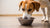 How to Determine Dog Food Allergy: A Comprehensive Guide for Pet Owners-141220217071
