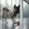 How to Determine How Much Wet Food to Mix with Dry Dog Food