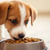 How to Determine the Right Amount of Dog Food to Feed My Puppy