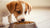 How to Determine the Right Amount of Dog Food to Feed My Puppy
