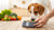 How to Diet a Dog for Weight Loss: A Comprehensive Guide