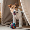 How to Dry Chicken for Dog Treats: A Complete Guide for Pet Lovers